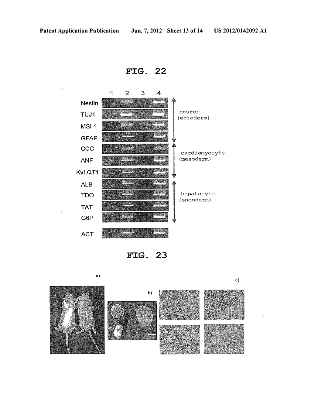 RAT EMBRYONIC STEM CELL - diagram, schematic, and image 14