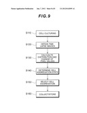 TECHNIQUE FOR DETERMINING THE STATE OF A CELL AGGREGATION IMAGE PROCESSING     PROGRAM AND IMAGE PROCESSING DEVICE USING THE TECHNIQUE, AND METHOD FOR     PRODUCING A CELL AGGREGATION diagram and image