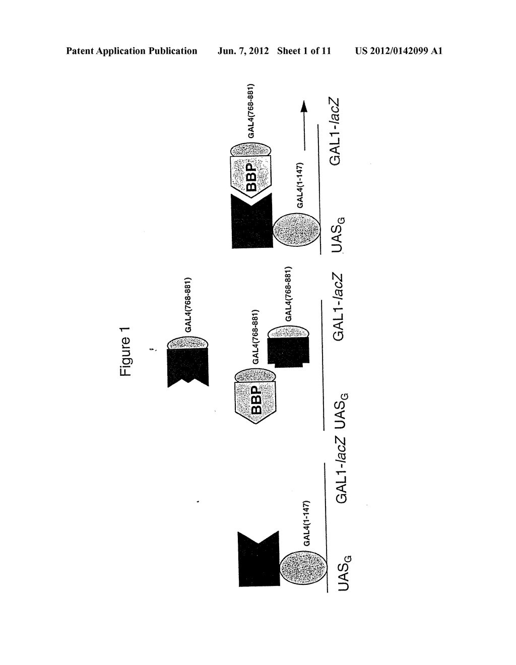 NOVEL BAK BINDING PROTEIN, DNA ENCODING THE PROTEIN, AND METHODS OF USE     THEREOF - diagram, schematic, and image 02