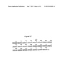 NOVEL BAK BINDING PROTEIN, DNA ENCODING THE PROTEIN, AND METHODS OF USE     THEREOF diagram and image