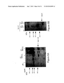 NOVEL BAK BINDING PROTEIN, DNA ENCODING THE PROTEIN, AND METHODS OF USE     THEREOF diagram and image