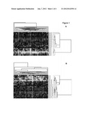 Vanin 1 as a Peripheral Blood Oxidative Stress Sensor diagram and image