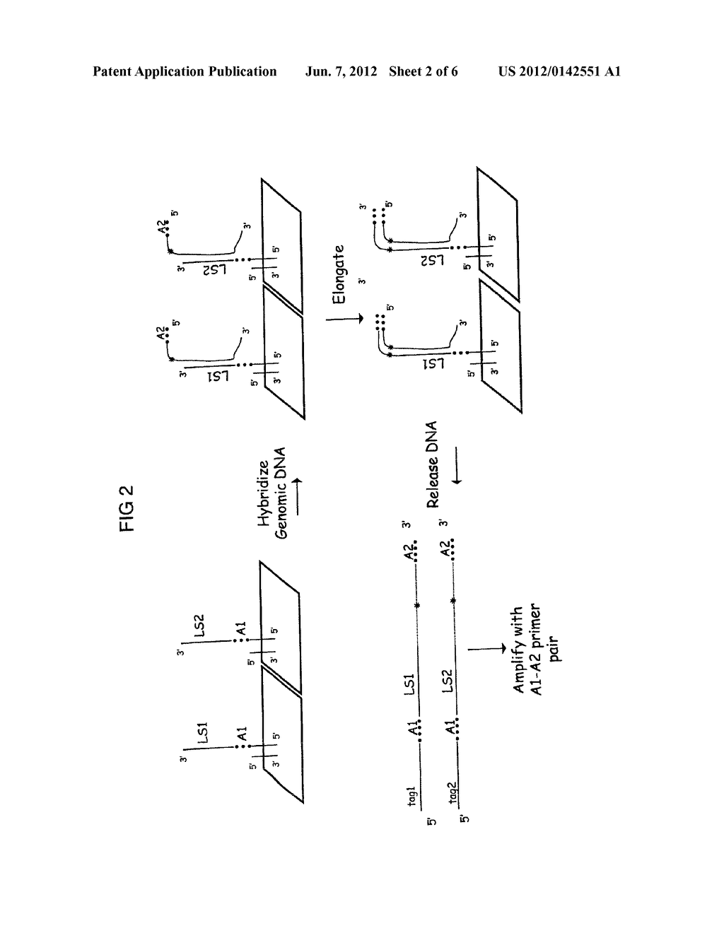 Methods for Genotyping Selected Polymorphism - diagram, schematic, and image 03