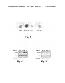 Methods and Compounds Regulating the Erythroid Response to Iron Deficiency diagram and image