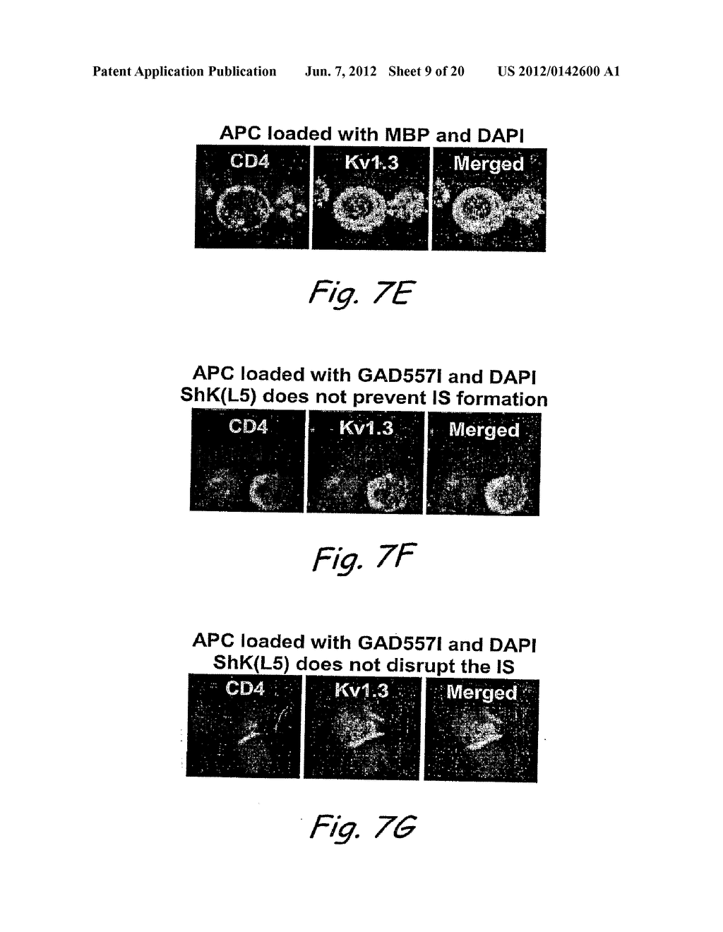 Analogs of ShK Toxin and their Uses in Selective Inhibition of Kv1.3     Potassium Channels - diagram, schematic, and image 10