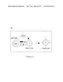 INDOLEAMINE 2,3-DIOXYGENASE PATHWAYS IN THE GENERATION OF REGULATORY T     CELLS diagram and image