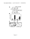 INDOLEAMINE 2,3-DIOXYGENASE PATHWAYS IN THE GENERATION OF REGULATORY T     CELLS diagram and image