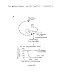 INDOLEAMINE 2,3-DIOXYGENASE PATHWAYS IN THE GENERATION OF REGULATORY T     CELLS diagram and image