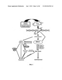 Method for Preventing and Treating Cardiovascular Diseases with BRCA1 diagram and image