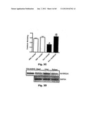 Method for Preventing and Treating Cardiovascular Diseases with BRCA1 diagram and image