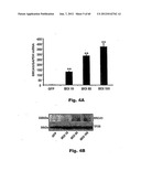 Method for Preventing and Treating Cardiovascular Diseases with BRCA1 diagram and image