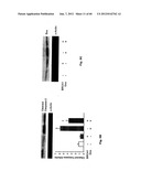 Method for Preventing and Treating Cardiovascular Diseases with BRCA1 diagram and image