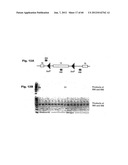 Method for Preventing and Treating Cardiovascular Diseases with BRCA1 diagram and image