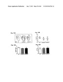 Method for Preventing and Treating Cardiovascular Diseases with BRCA1 diagram and image