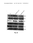 Method for Preventing and Treating Cardiovascular Diseases with BRCA1 diagram and image