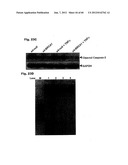 Method for Preventing and Treating Cardiovascular Diseases with BRCA1 diagram and image