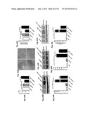 Method for Preventing and Treating Cardiovascular Diseases with BRCA1 diagram and image