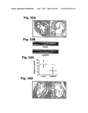 Method for Preventing and Treating Cardiovascular Diseases with BRCA1 diagram and image