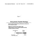 Biosynthetic Polypeptide Fusion Inhibitors diagram and image