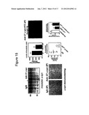 Prevention and Treatment of Synucleinopathic and Amyloidogenic Disease diagram and image