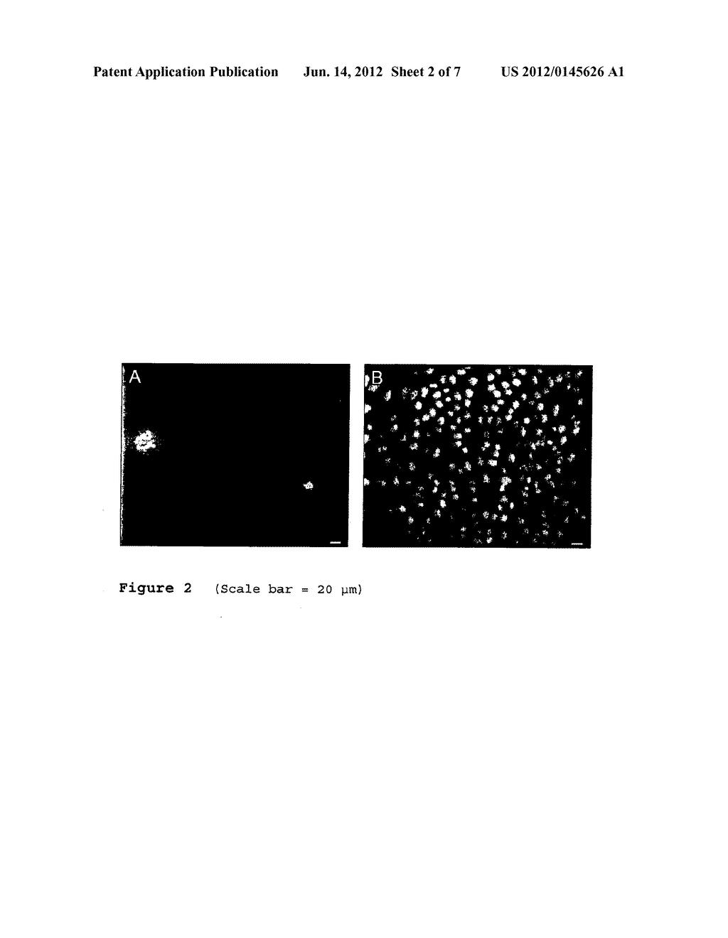 DEVICE FOR RENAL CELL EXPANSION - diagram, schematic, and image 03