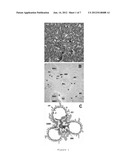 Targeting Kidney Mesangium With Nanoparticles of Defined Diameter diagram and image