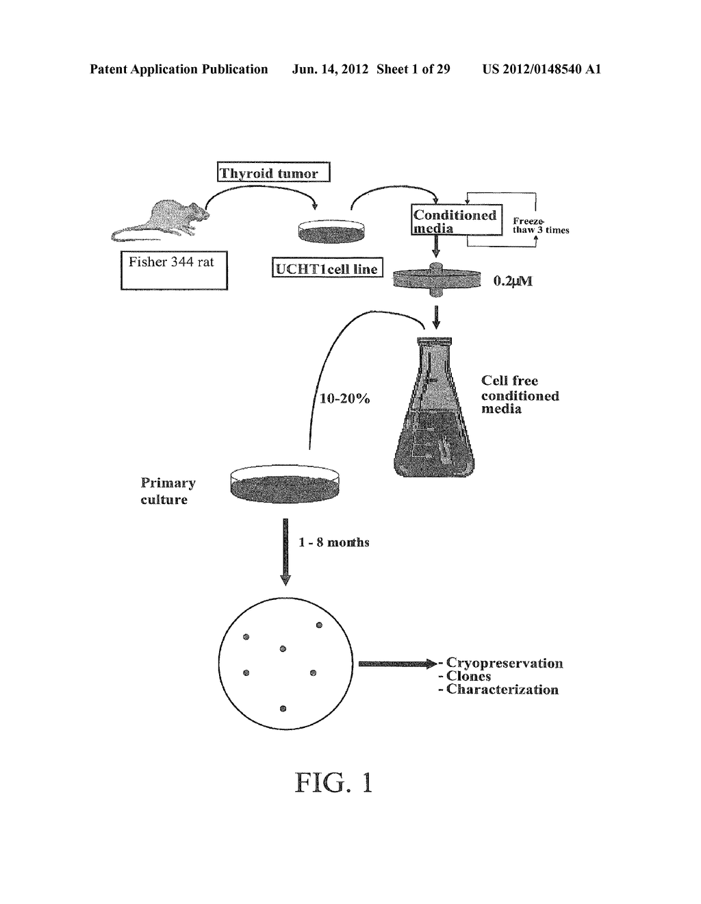 PROLIFERATED CELL LINES AND USES THEREOF - diagram, schematic, and image 02