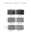 PROLIFERATED CELL LINES AND USES THEREOF diagram and image