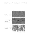 PROLIFERATED CELL LINES AND USES THEREOF diagram and image