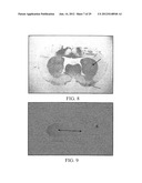 PROLIFERATED CELL LINES AND USES THEREOF diagram and image