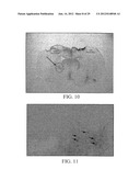 PROLIFERATED CELL LINES AND USES THEREOF diagram and image