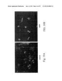 PROLIFERATED CELL LINES AND USES THEREOF diagram and image