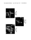 PROLIFERATED CELL LINES AND USES THEREOF diagram and image