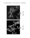 PROLIFERATED CELL LINES AND USES THEREOF diagram and image