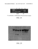 PROLIFERATED CELL LINES AND USES THEREOF diagram and image