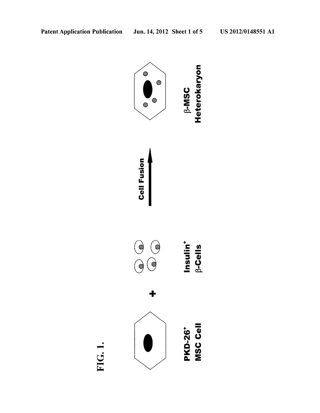 MARROW STEM CELL AND PANCREATIC BETA CELL FUSION CELL USEFUL FOR THE     TREATMENT OF DIABETES - diagram, schematic, and image 02