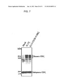 METHOD AND COMPOSITIONS FOR ENHANCED ANTI-TUMOR EFFECTOR FUNCTIONING OF T     CELLS diagram and image