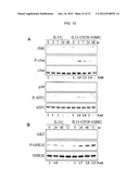 METHOD AND COMPOSITIONS FOR ENHANCED ANTI-TUMOR EFFECTOR FUNCTIONING OF T     CELLS diagram and image