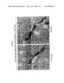 Delivery of Therapeutic Compounds to the Brain and Other Tissues diagram and image