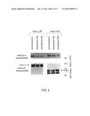 PRODUCT AND METHOD FOR TREATMENT OF CONDITIONS ASSOCIATED WITH     RECEPTOR-DESENSITIZATION diagram and image