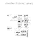 PRODUCT AND METHOD FOR TREATMENT OF CONDITIONS ASSOCIATED WITH     RECEPTOR-DESENSITIZATION diagram and image