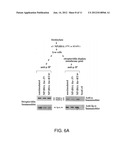 PRODUCT AND METHOD FOR TREATMENT OF CONDITIONS ASSOCIATED WITH     RECEPTOR-DESENSITIZATION diagram and image