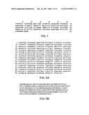 COMPOSITIONS AND METHODS FOR THE DIAGNOSIS AND TREATMENT OF IMMUNE     DISORDERS diagram and image