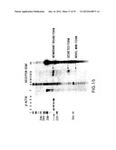 COMPOSITIONS AND METHODS FOR THE DIAGNOSIS AND TREATMENT OF IMMUNE     DISORDERS diagram and image