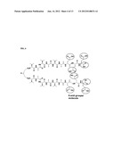 SELF-ASSEMBLING HYDROGELS BASED ON DICEPHALIC PEPTIDE AMPHIPHILES diagram and image