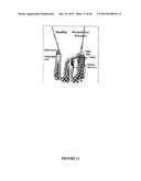 ARTIFICIAL CELL CONSTRUCTS FOR CELLULAR MANIPULATION diagram and image