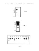 DIAGNOSTIC MARKERS OF HUMAN FEMALE INFERTILITY diagram and image