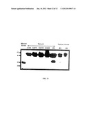 DIAGNOSTIC MARKERS OF HUMAN FEMALE INFERTILITY diagram and image