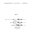 ENGINEERED DEMETER 5-METHYLCYTOSINE DNA GLYOSYLASE WITH IMPROVED YIELD,     STABILITY AND SOLUBILITY diagram and image