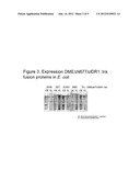 ENGINEERED DEMETER 5-METHYLCYTOSINE DNA GLYOSYLASE WITH IMPROVED YIELD,     STABILITY AND SOLUBILITY diagram and image